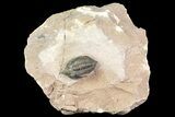Pseudocryphaeus (Cryphina) Trilobite - Lghaft, morocco #165934-5